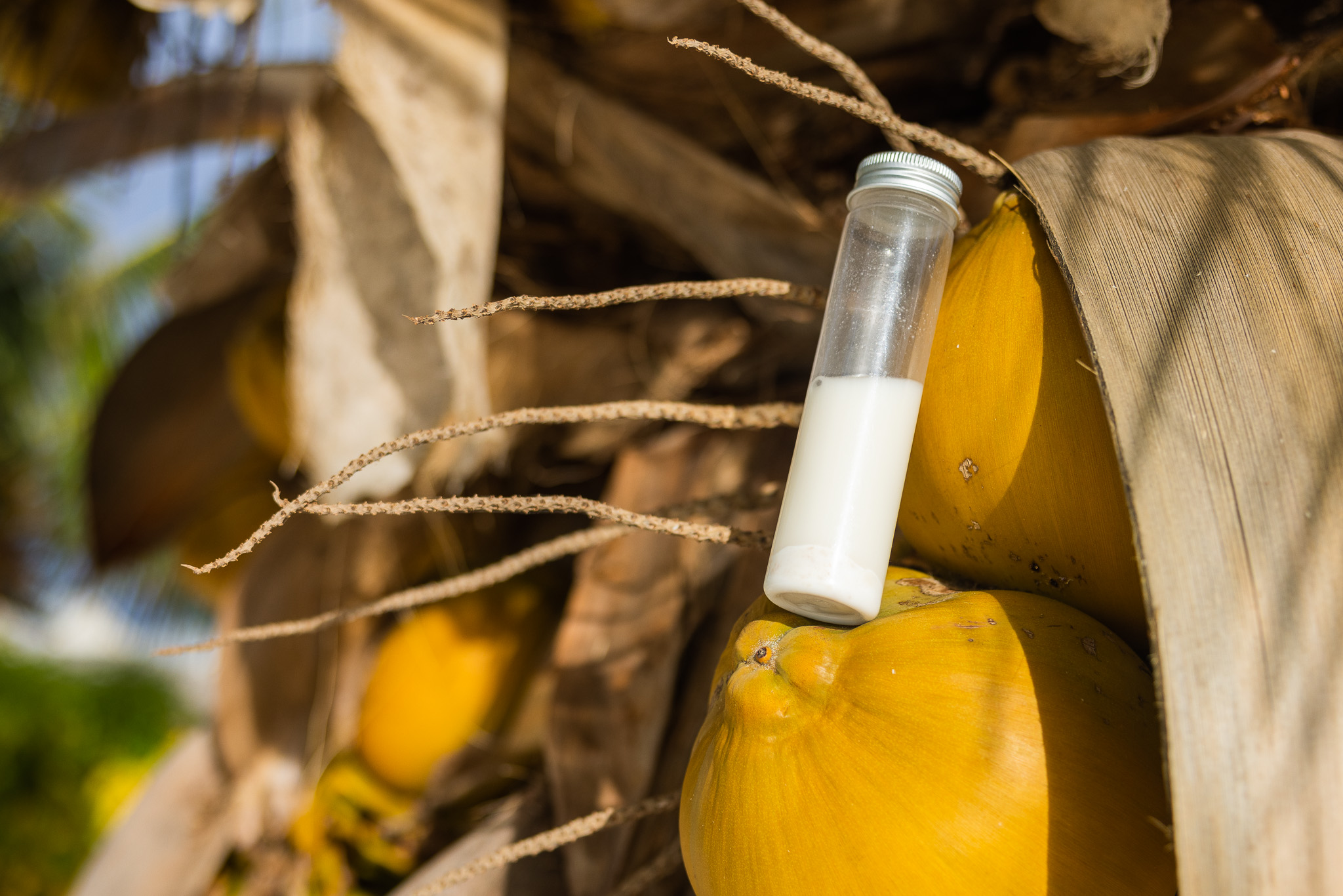 Starter jars (test tubes)